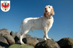 Read more about the article Spinone Italiano breeders and puppies in Tyrol
