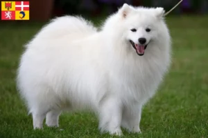 Read more about the article Spitz breeders and puppies in Auvergne-Rhône-Alpes