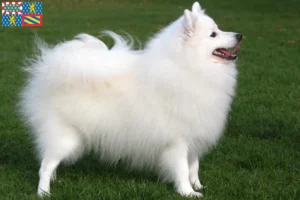 Read more about the article Spitz breeders and puppies in Bourgogne-Franche-Comté