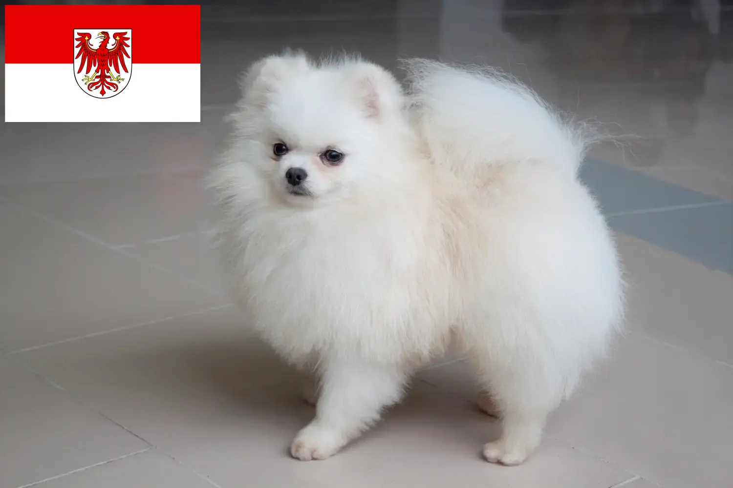 Spitz puppies and breeders Brandenburg Here you can find top breeders in Brandenburg.