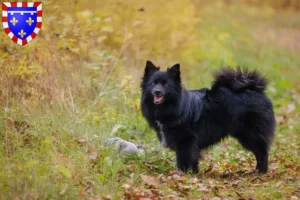 Read more about the article Spitz breeders and puppies in Centre-Val de Loire