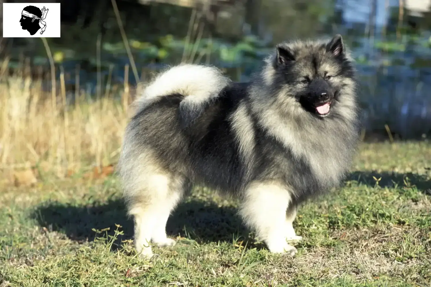 Spitz puppies and breeders Corsica Here you will find top breeders in Corsica.