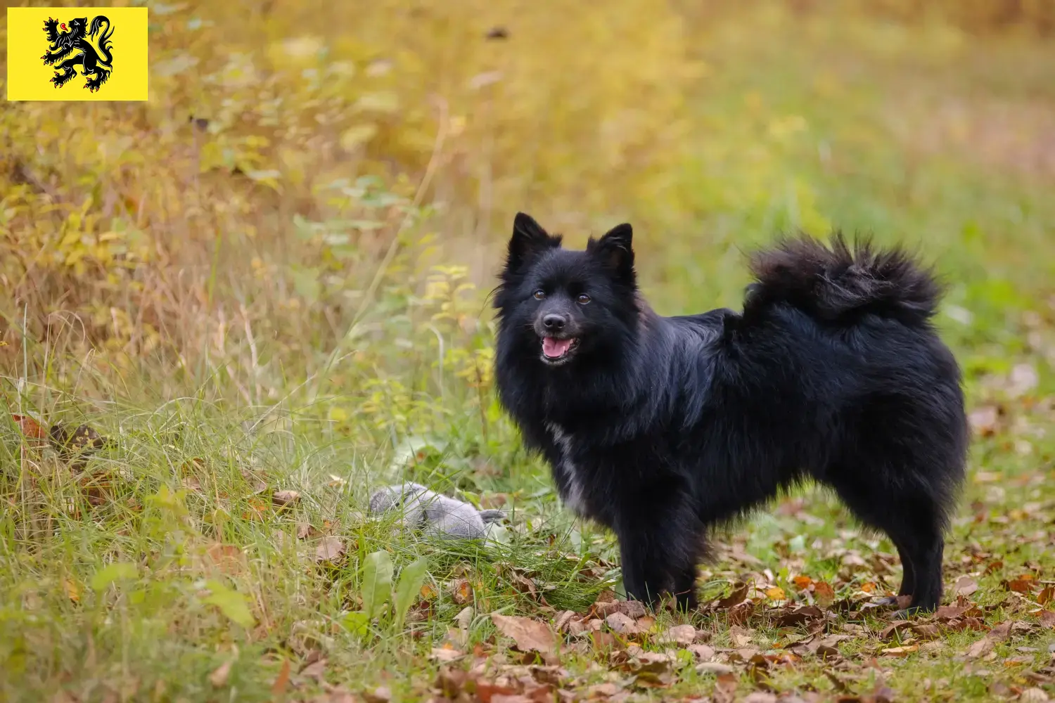 Spitz puppies and breeders Flanders Here you will find top breeders in Flanders.