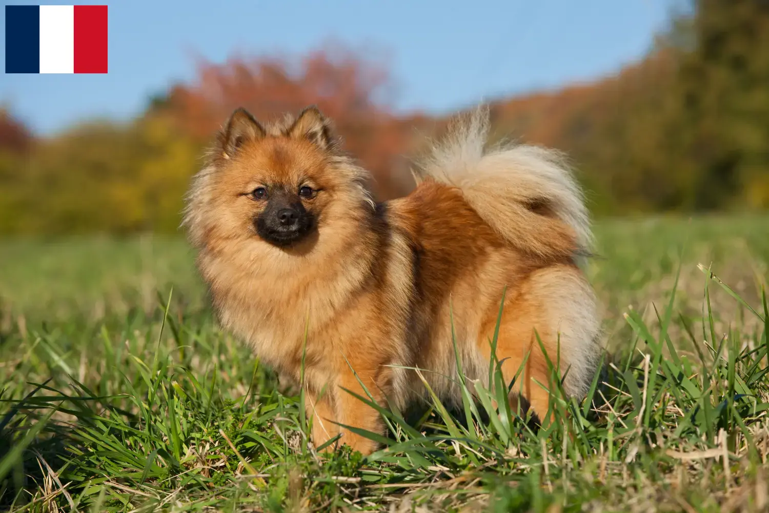 Spitz puppies and breeders Guadeloupe Here you can find top breeders in Guadeloupe.
