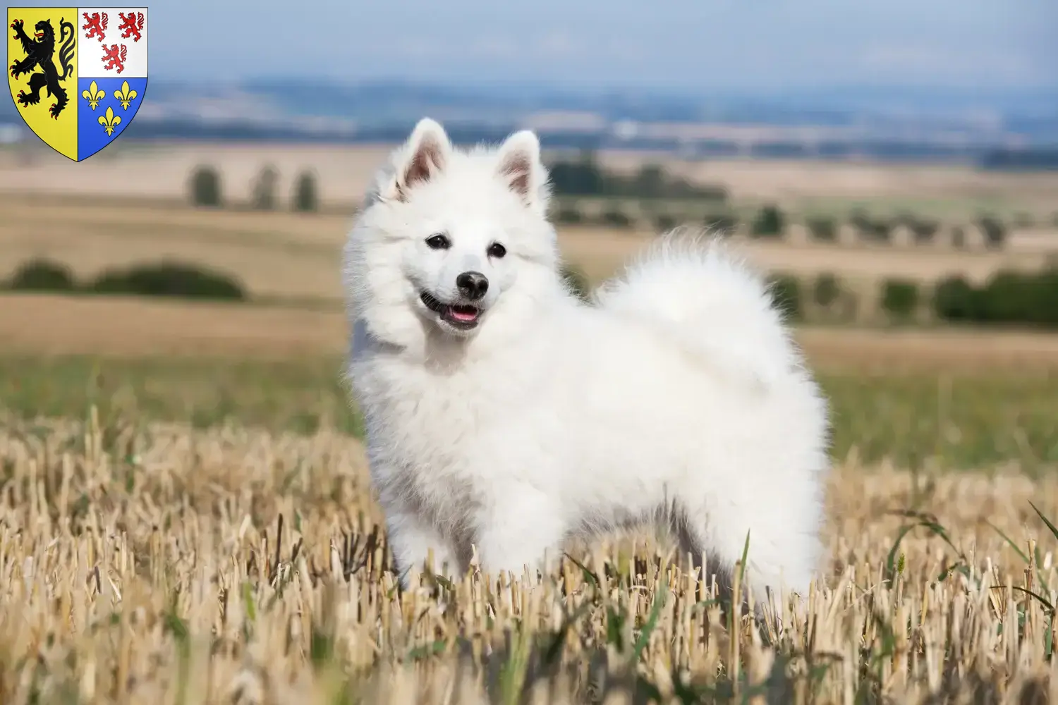 Spitz puppies and breeders Hauts-de-France Here you can find top breeders in Hauts-de-France.