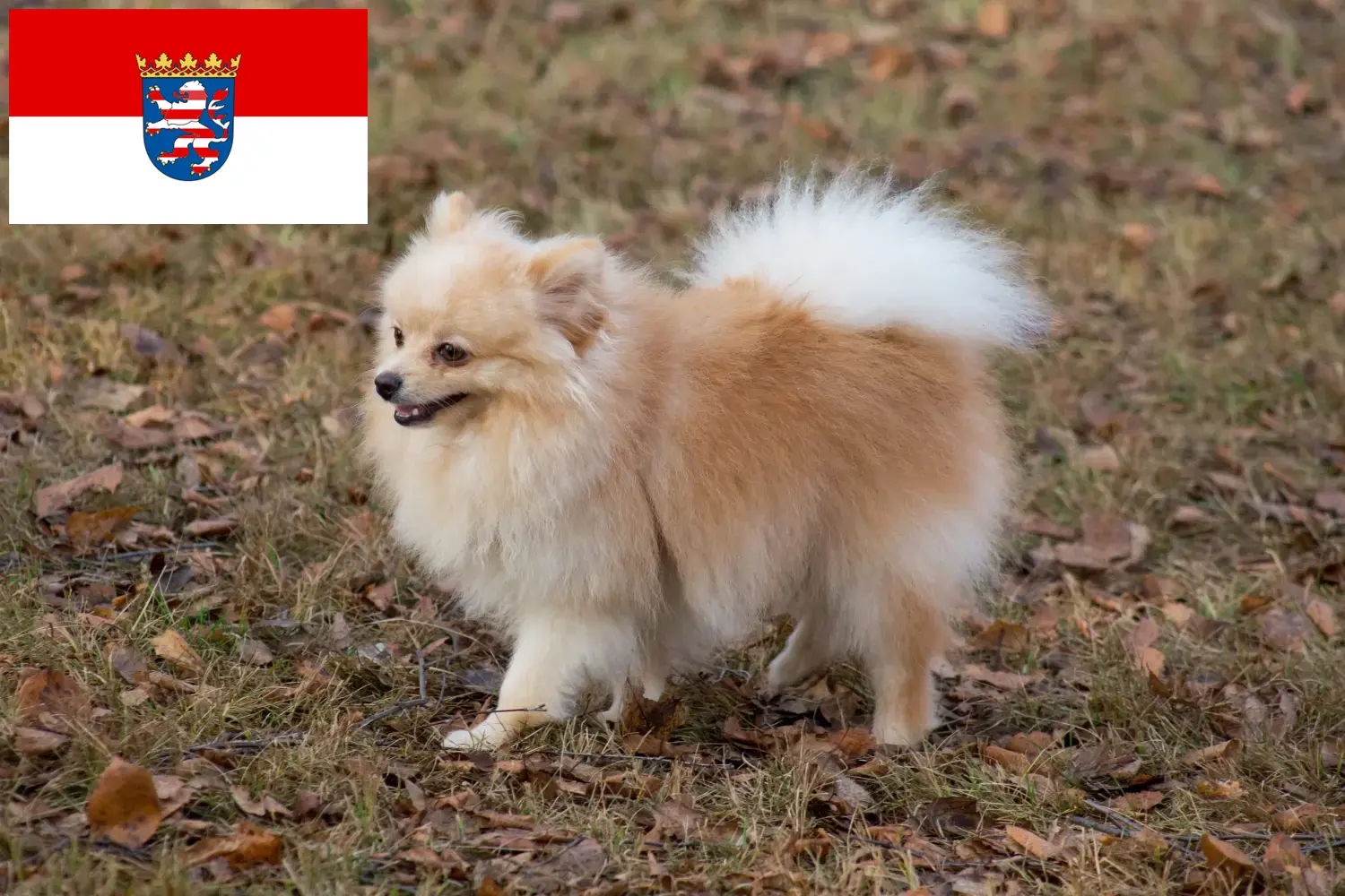 Spitz puppies and breeders Hessen Here you can find top breeders in Hessen.