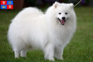 Read more about the article Spitz breeders and puppies in Hradec Králové