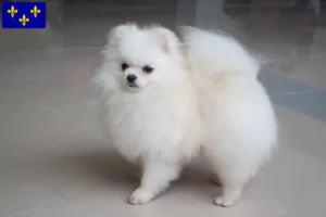 Read more about the article Spitz breeders and puppies in Île-de-France