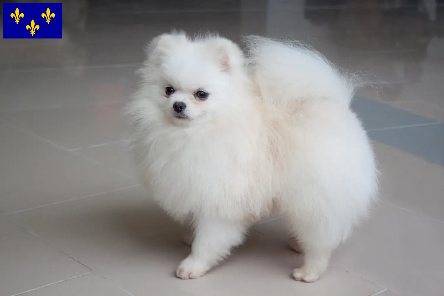 Spitz puppies and breeders Île-de-France Here you can find top breeders in Île-de-France.