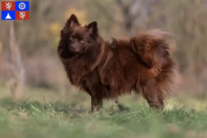 Read more about the article Spitz breeders and puppies in Liberec
