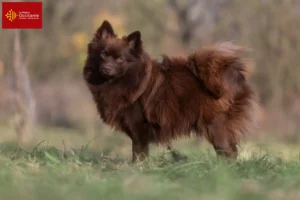 Read more about the article Spitz breeders and puppies in Occitania