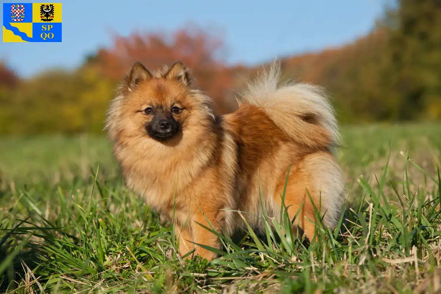 Spitz puppies and breeders Olomouc Here you can find top breeders in Olomouc.