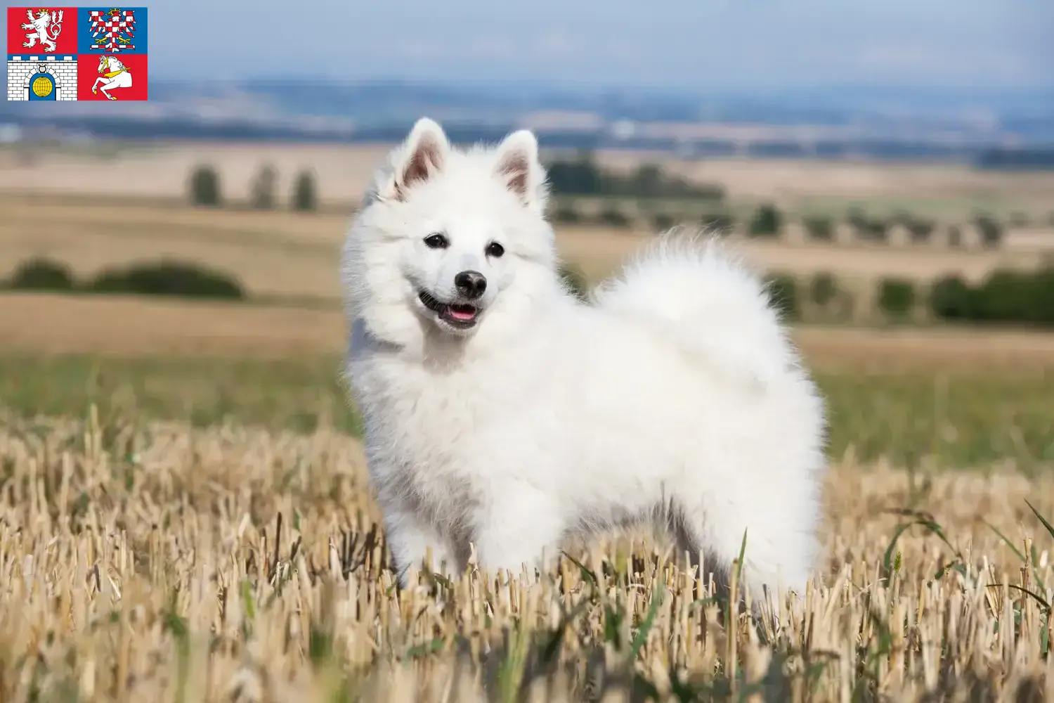 Spitz puppies and breeders Pardubice Here you can find top breeders in Pardubice.