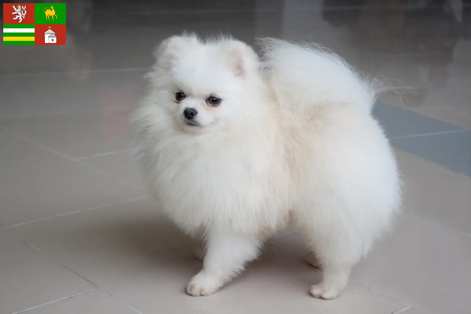 Spitz puppies and breeders Pilsen Here you will find top breeders in Pilsen.