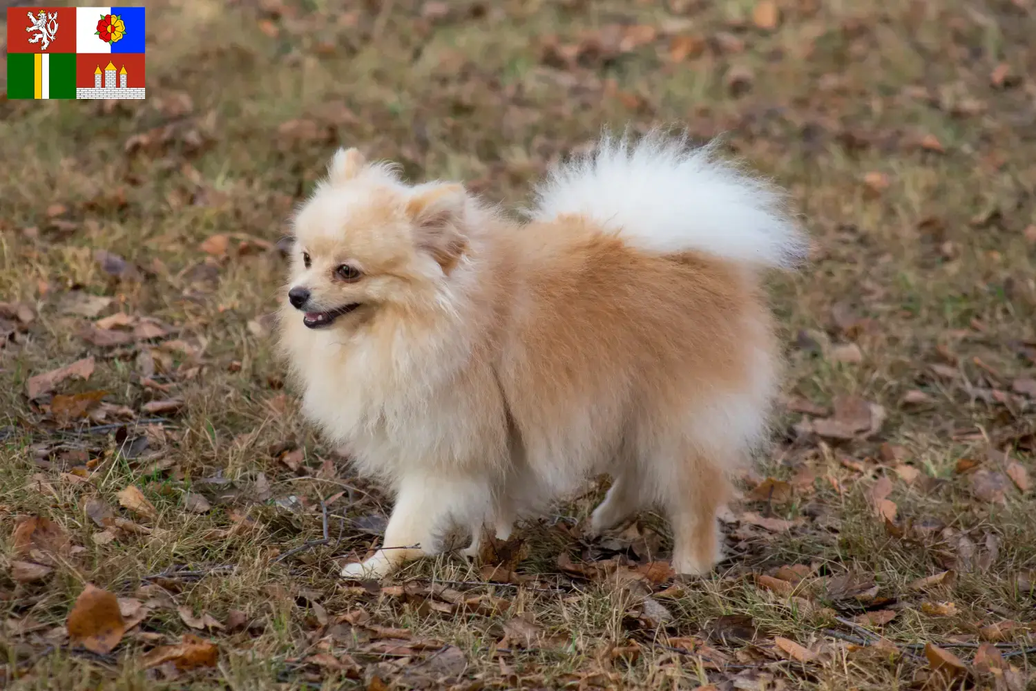 Spitz puppies and breeders South Bohemia Here you will find top breeders in South Bohemia.