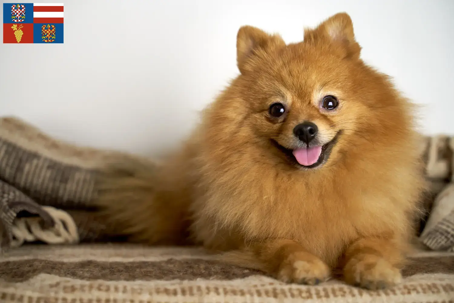 Spitz puppies and breeders South Moravia Here you can find top breeders in South Moravia.