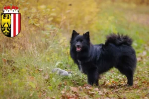 Read more about the article Spitz breeders and puppies in Upper Austria