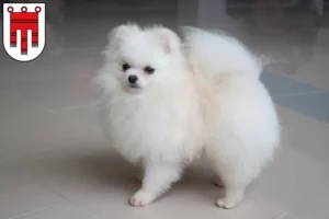 Read more about the article Spitz breeders and puppies in Vorarlberg
