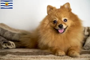 Read more about the article Spitz breeders and puppies in Zeeland