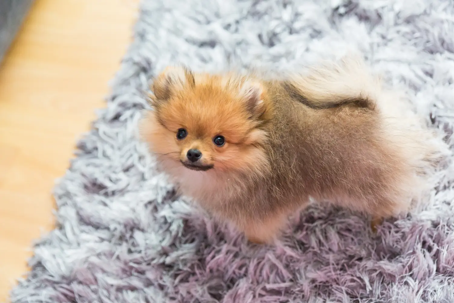 Buying a Spitz puppy means taking responsibility! Buy Spitz puppies.