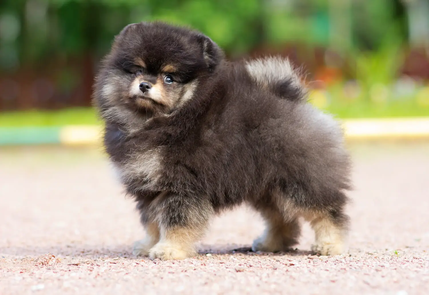 Buying a Spitz puppy means taking responsibility! Buy Spitz puppies.