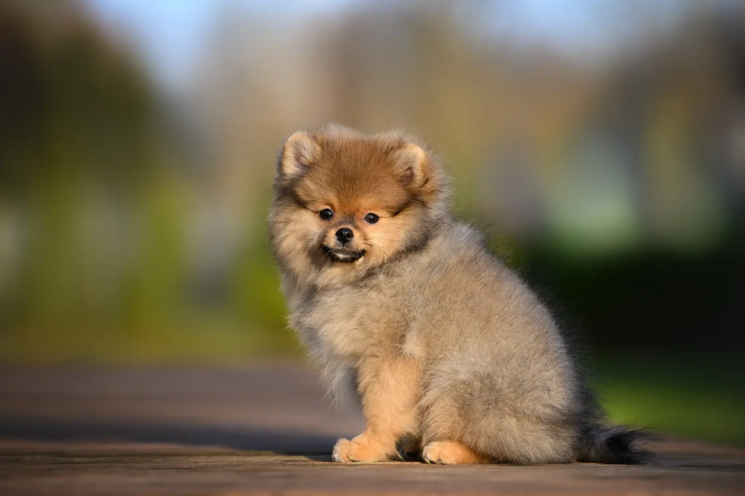 Buying a Spitz puppy means taking responsibility! Buy Spitz puppies.