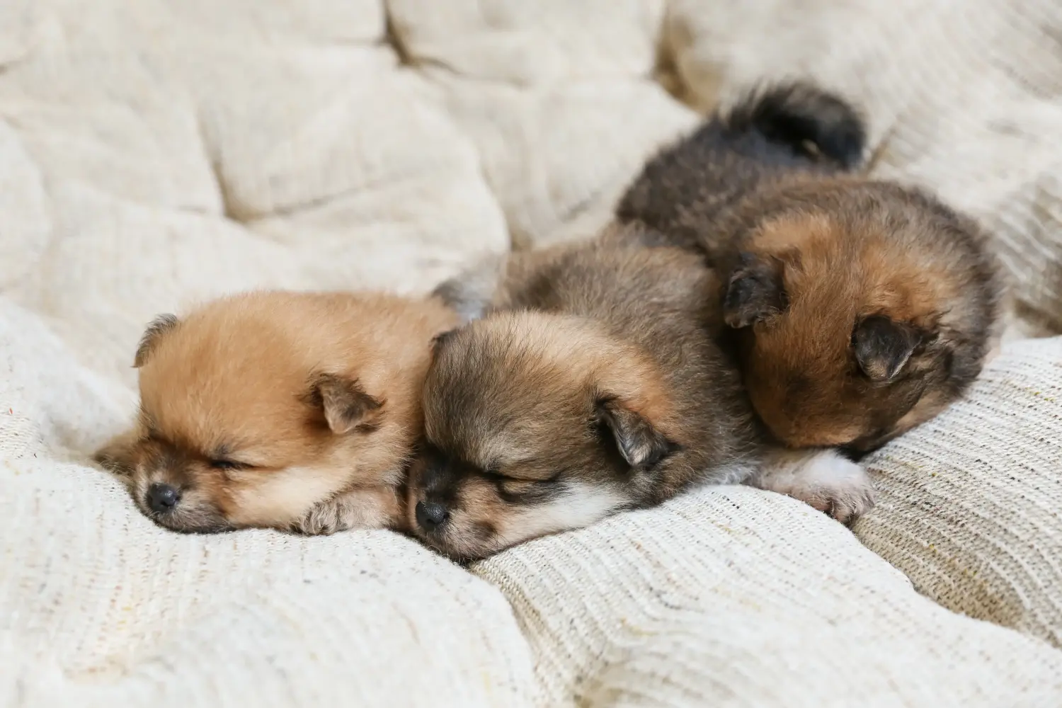 Buying a Spitz puppy means taking responsibility! Buy Spitz puppies.