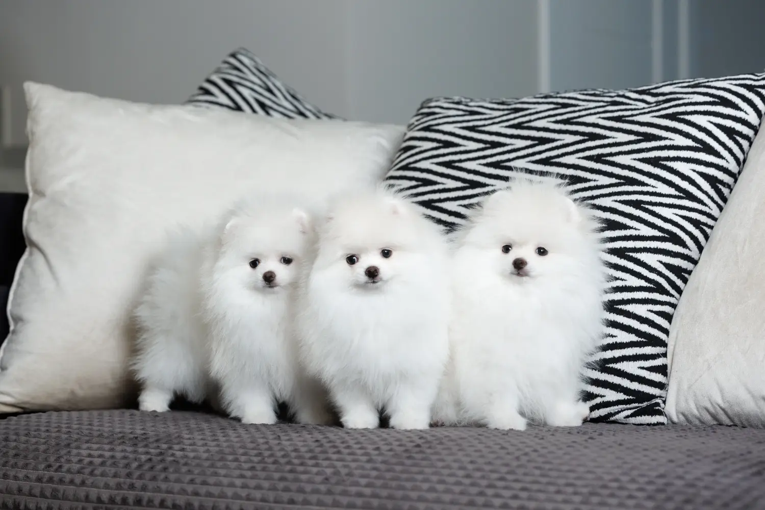 Buying a Spitz puppy means taking responsibility! Buy Spitz puppies.