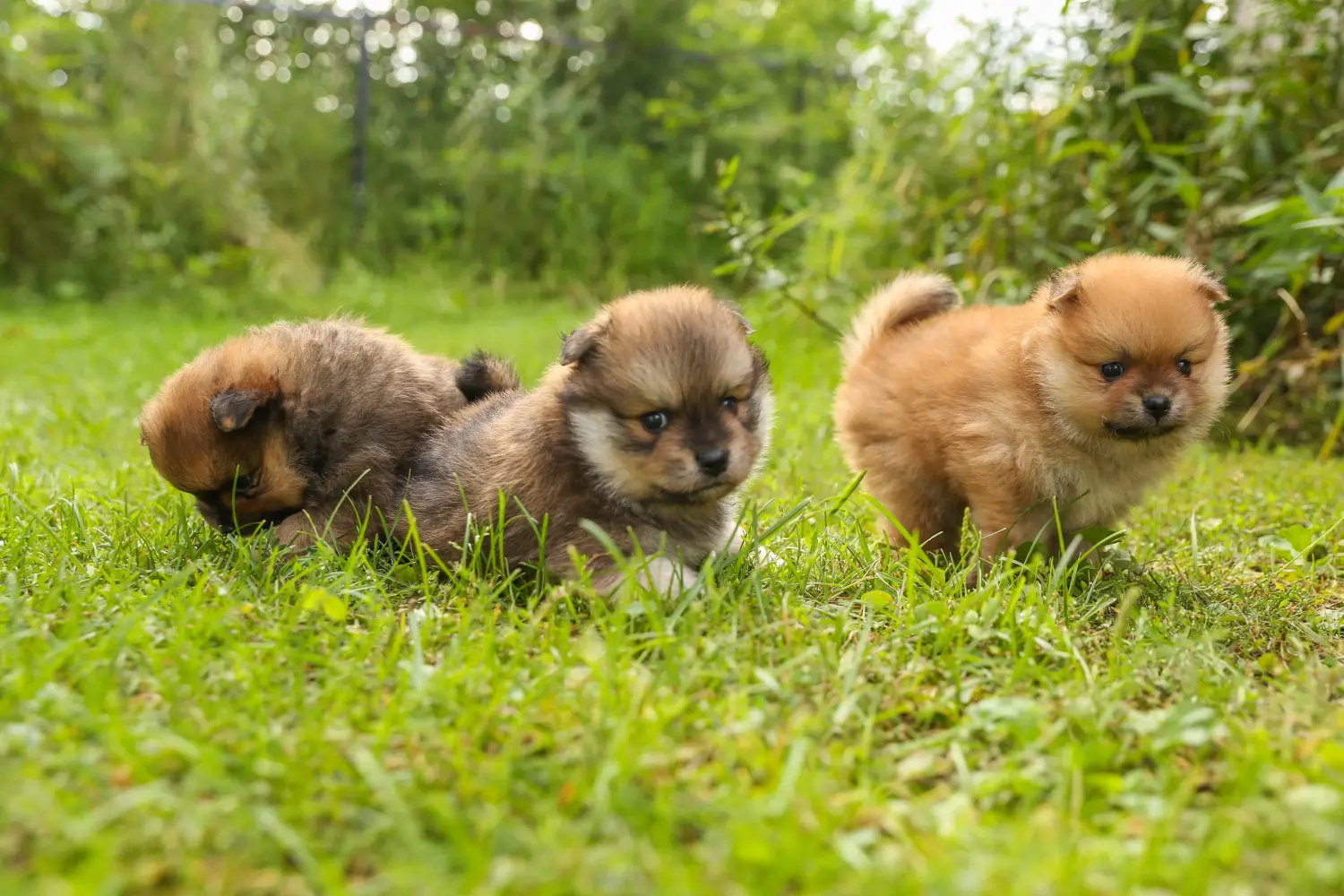 Buying a Spitz puppy means taking responsibility! Buy Spitz puppies.