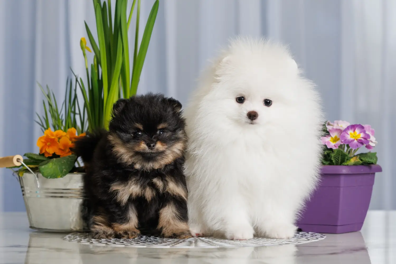 Buying a Spitz puppy means taking responsibility! Buy Spitz puppies.