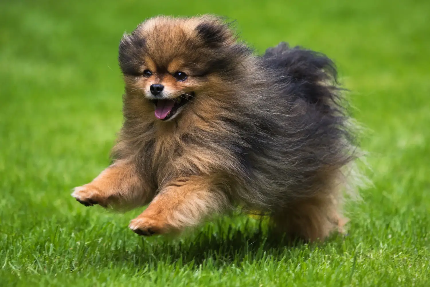 Buying a Spitz puppy means taking responsibility! Buy Spitz puppies.