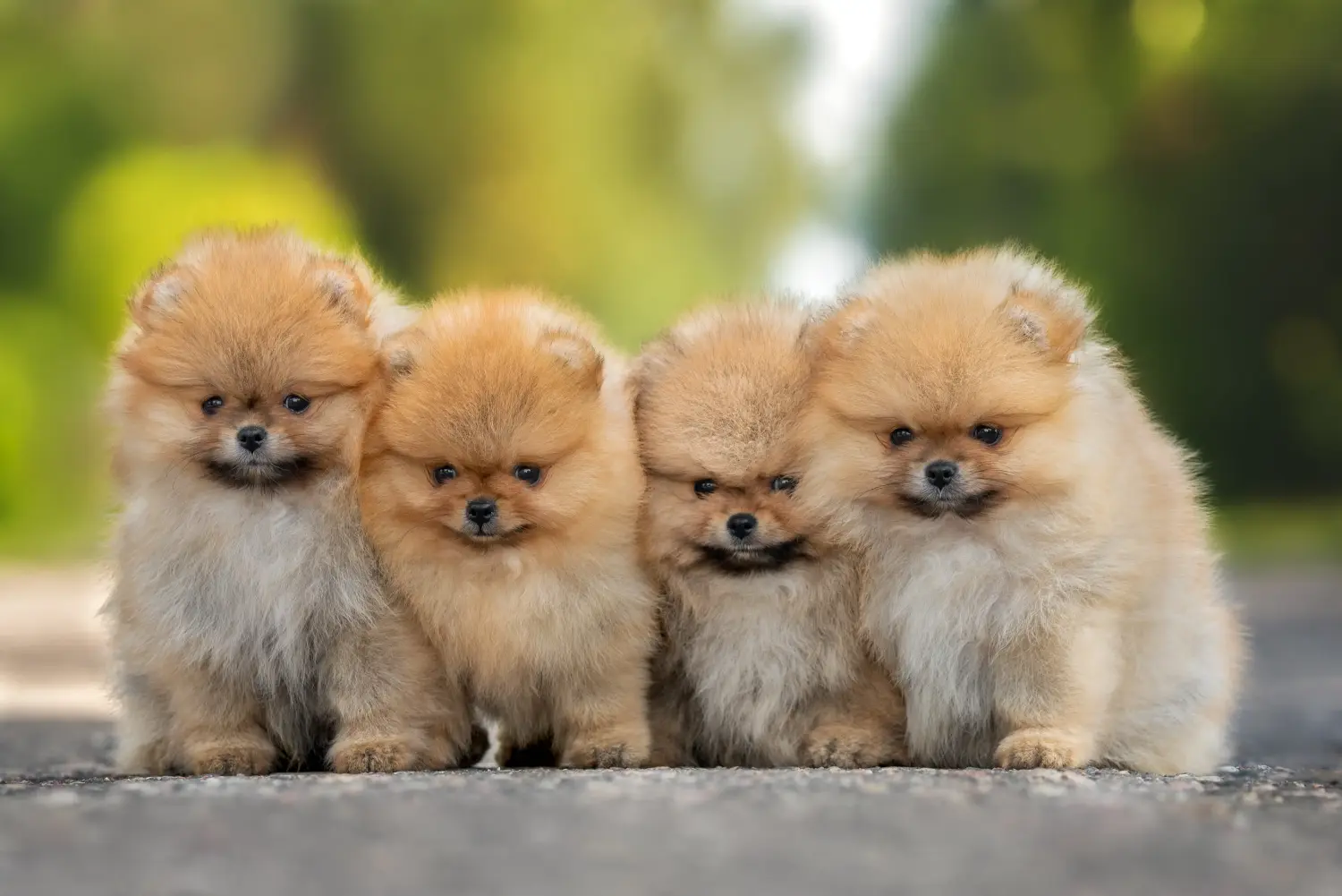 Buying a Spitz puppy means taking responsibility! Buy Spitz puppies.