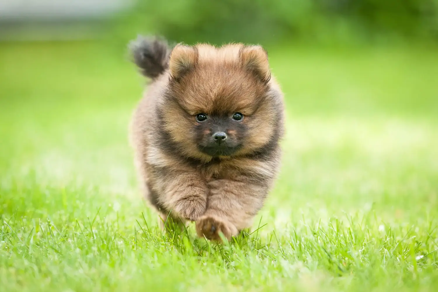 Buying a Spitz puppy means taking responsibility! Buy Spitz puppies.