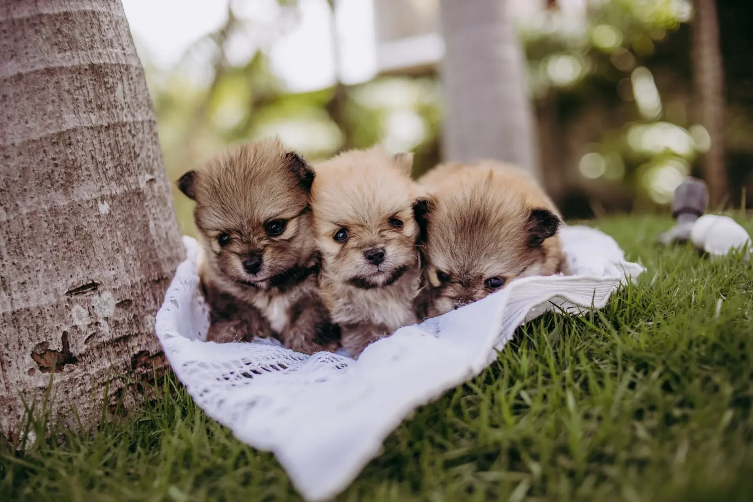 Buying a Spitz puppy means taking responsibility! Buy Spitz puppies.