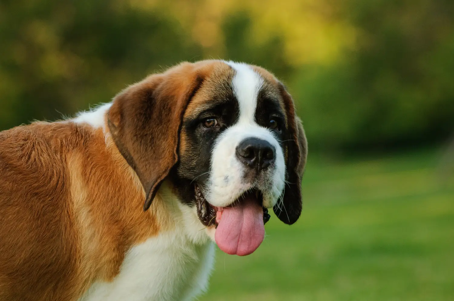 Buying a St. Bernard puppy means taking responsibility! Buying a St. Bernard puppy.