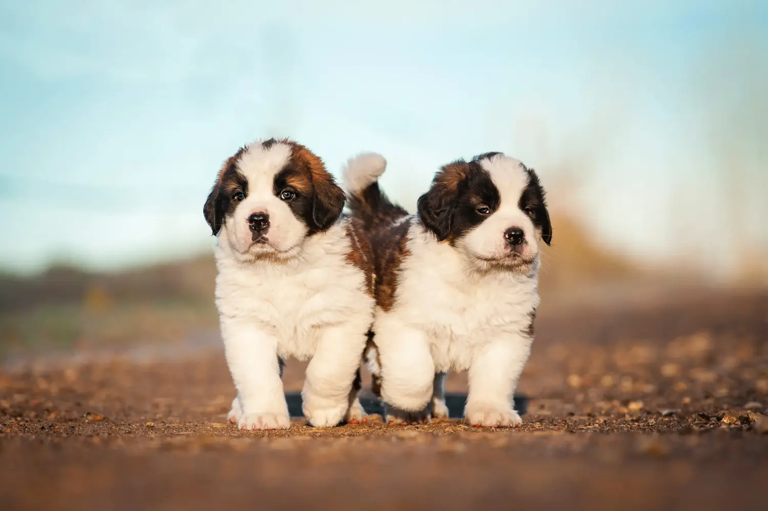 Buying a St. Bernard puppy means taking responsibility! Buying a St. Bernard puppy.
