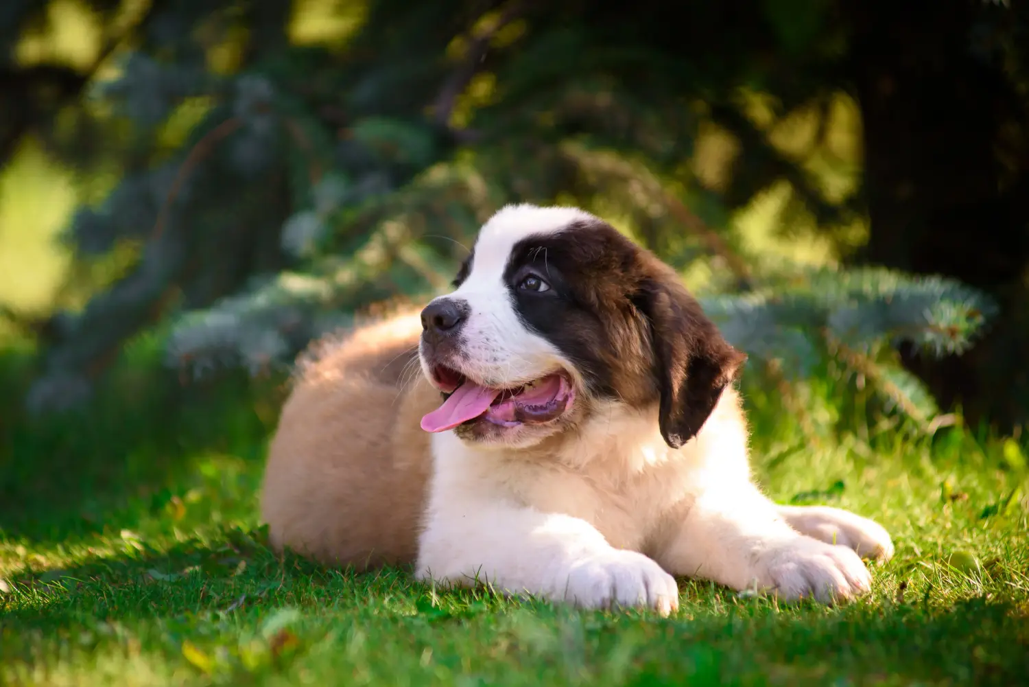 Buying a St. Bernard puppy means taking responsibility! Buying a St. Bernard puppy.
