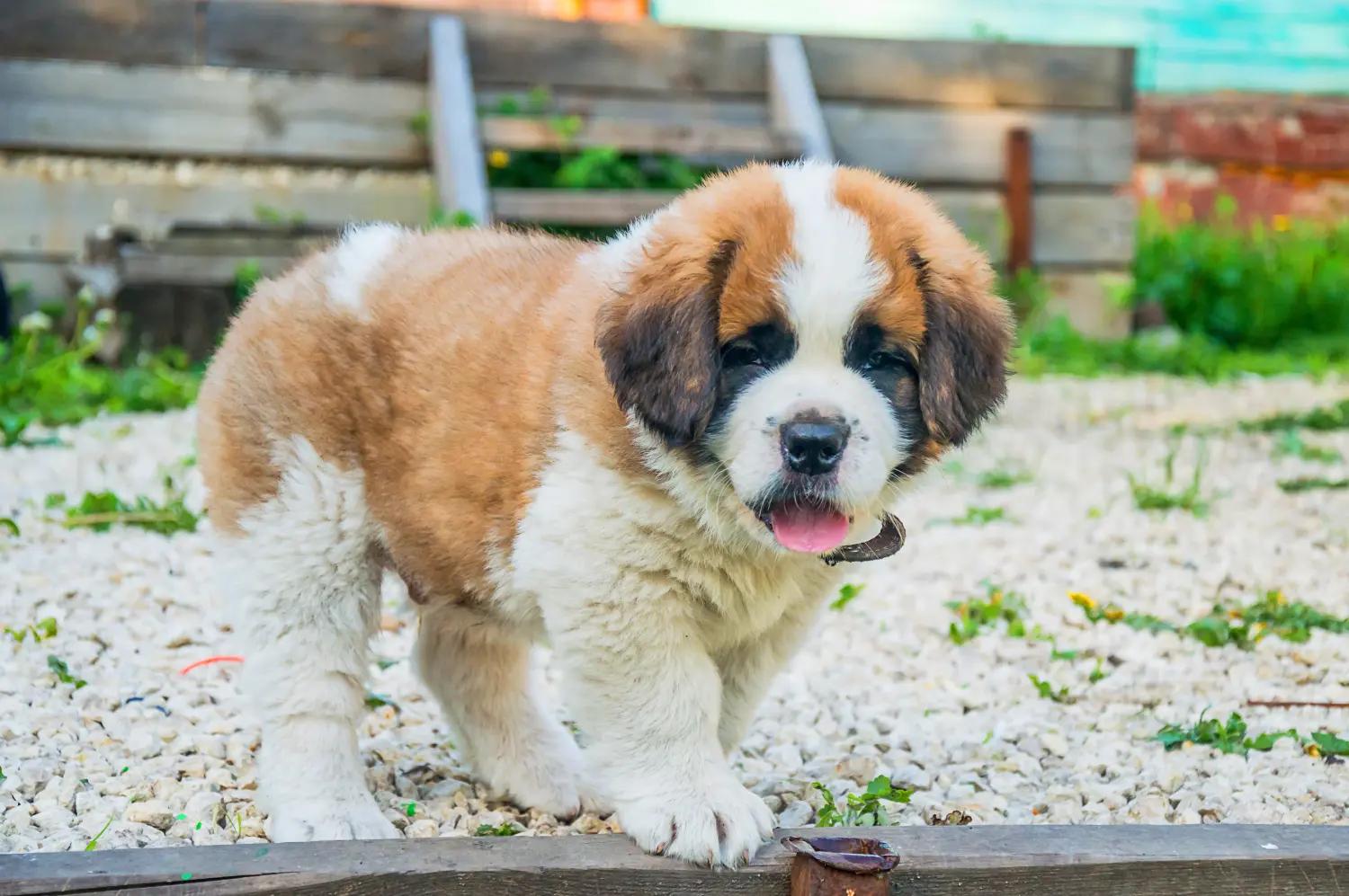 Buying a St. Bernard puppy means taking responsibility! Buying a St. Bernard puppy.