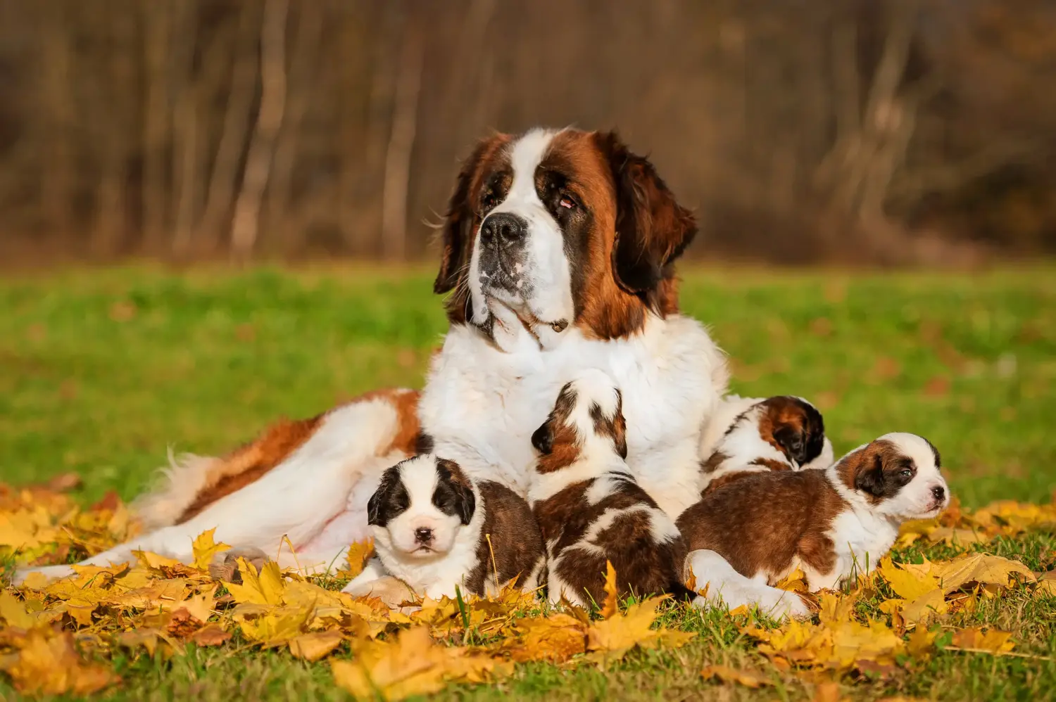 Buying a St. Bernard puppy means taking responsibility! Buying a St. Bernard puppy.