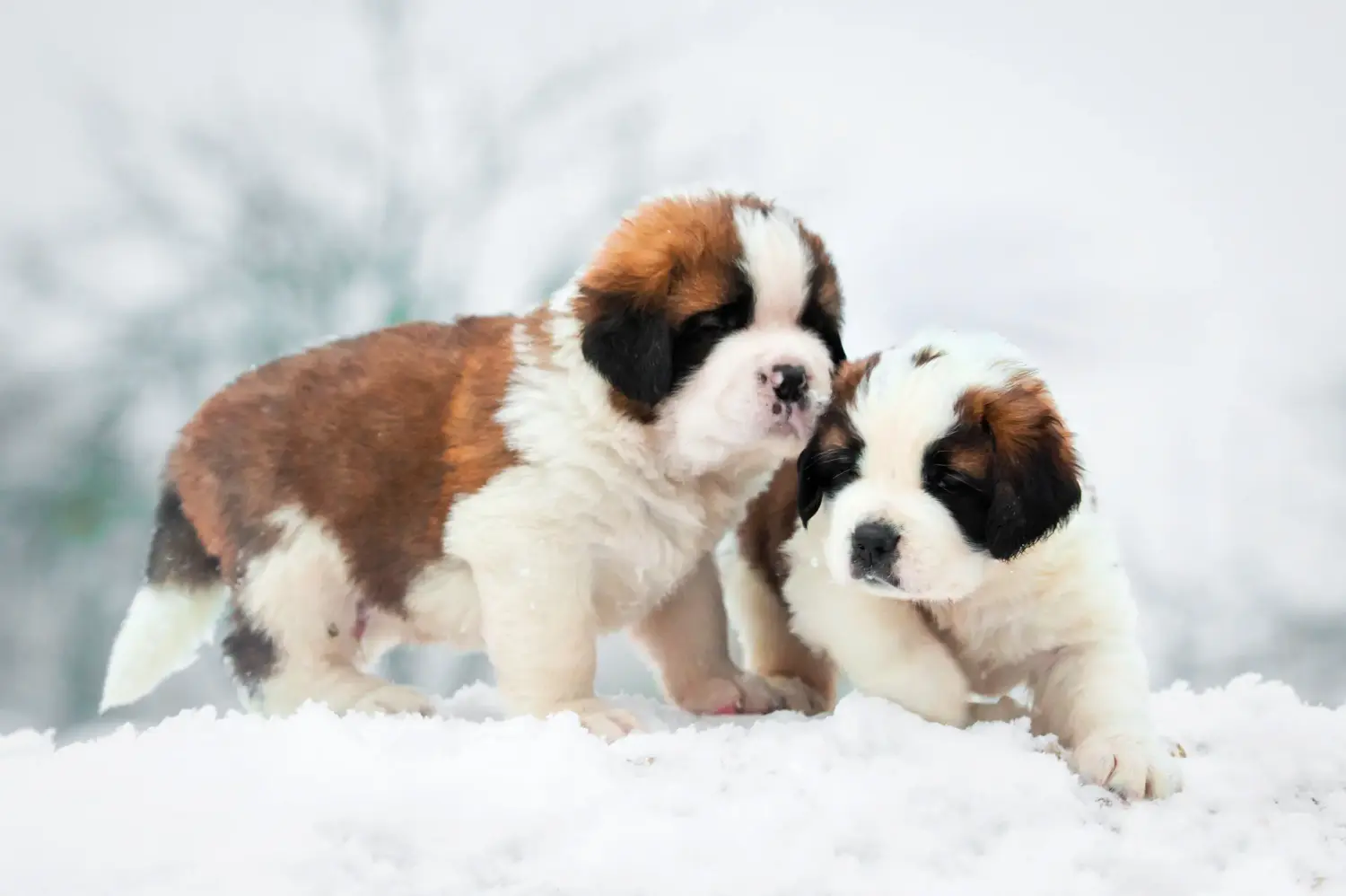 Buying a St. Bernard puppy means taking responsibility! Buying a St. Bernard puppy.