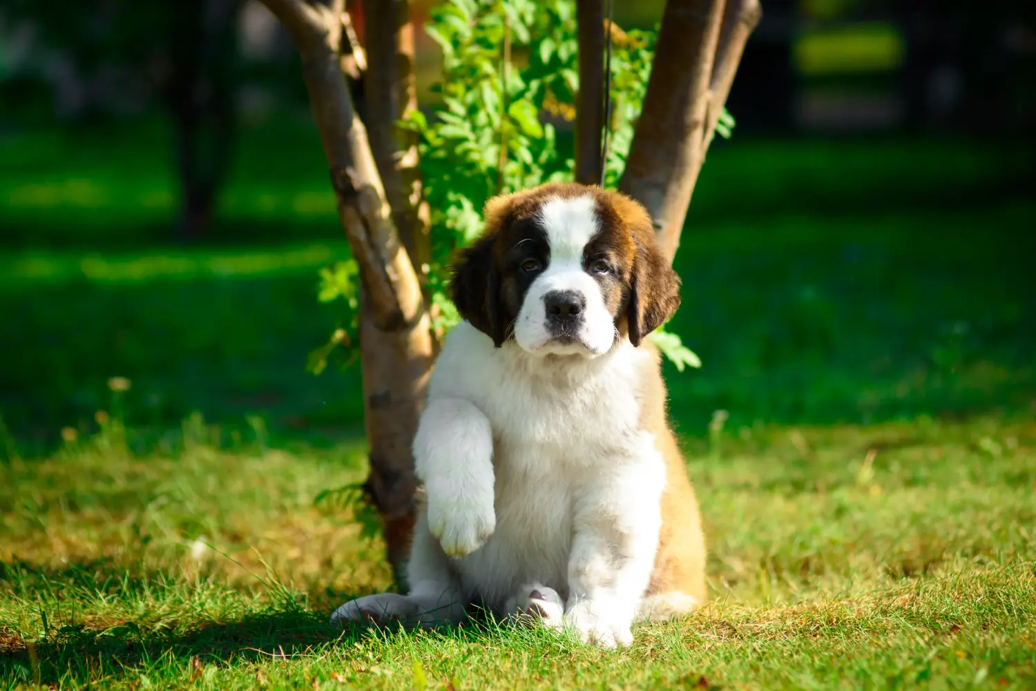 Buying a St. Bernard puppy means taking responsibility! Buying a St. Bernard puppy.