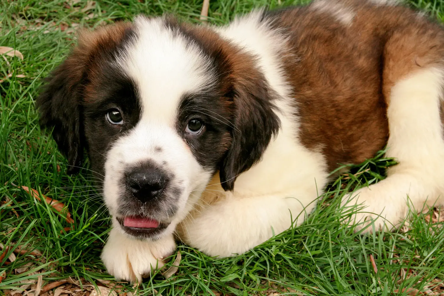 Buying a St. Bernard puppy means taking responsibility! Buying a St. Bernard puppy.