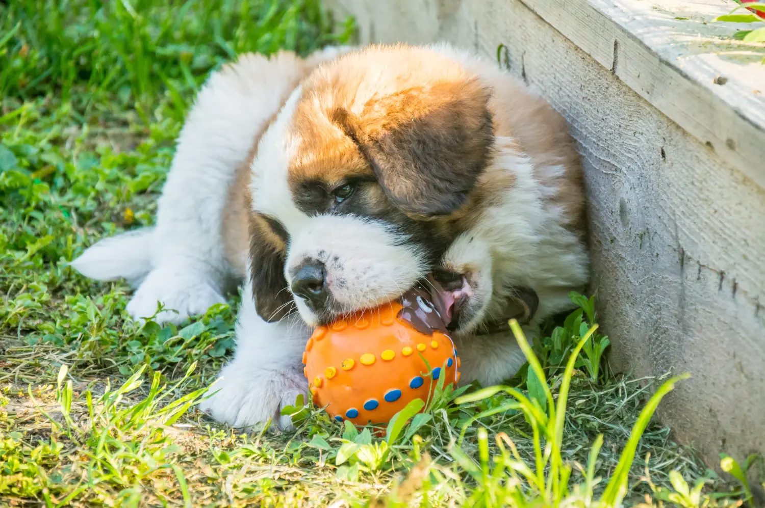 Buying a St. Bernard puppy means taking responsibility! Buying a St. Bernard puppy.