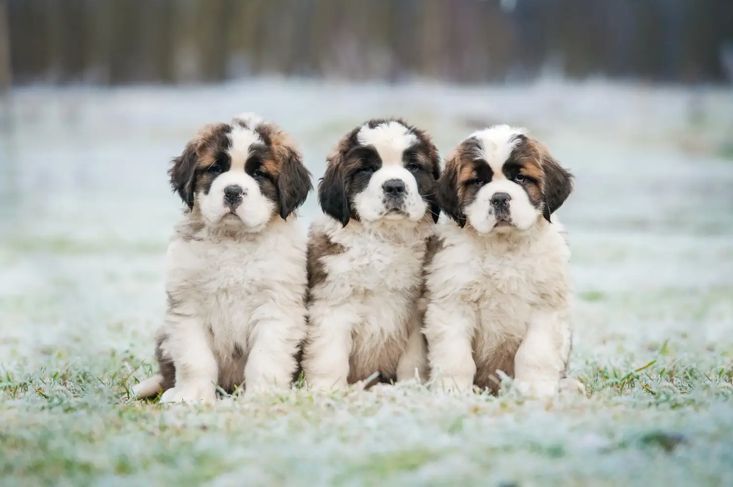 Buying a St. Bernard puppy means taking responsibility! Buying a St. Bernard puppy.