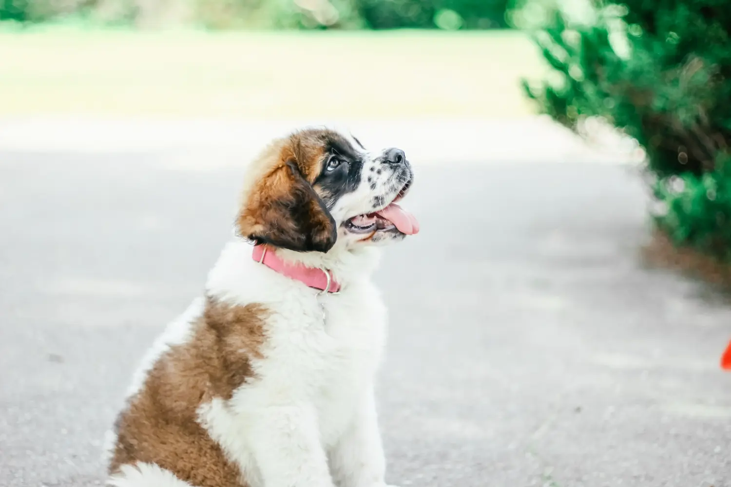 Buying a St. Bernard puppy means taking responsibility! Buying a St. Bernard puppy.