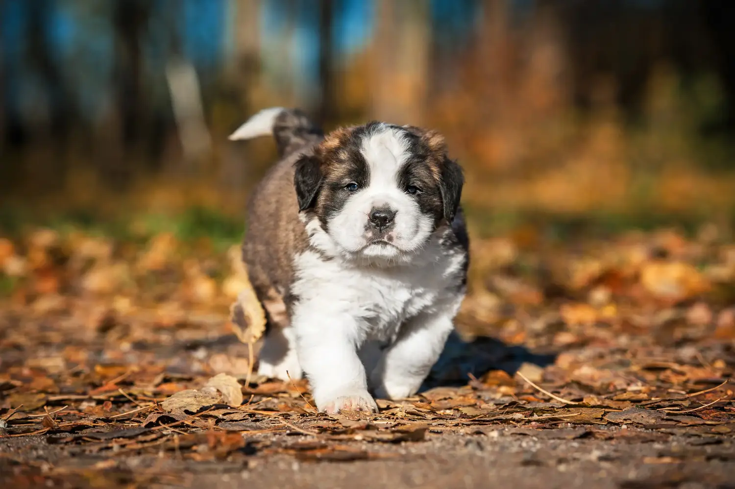 Buying a St. Bernard puppy means taking responsibility! Buying a St. Bernard puppy.