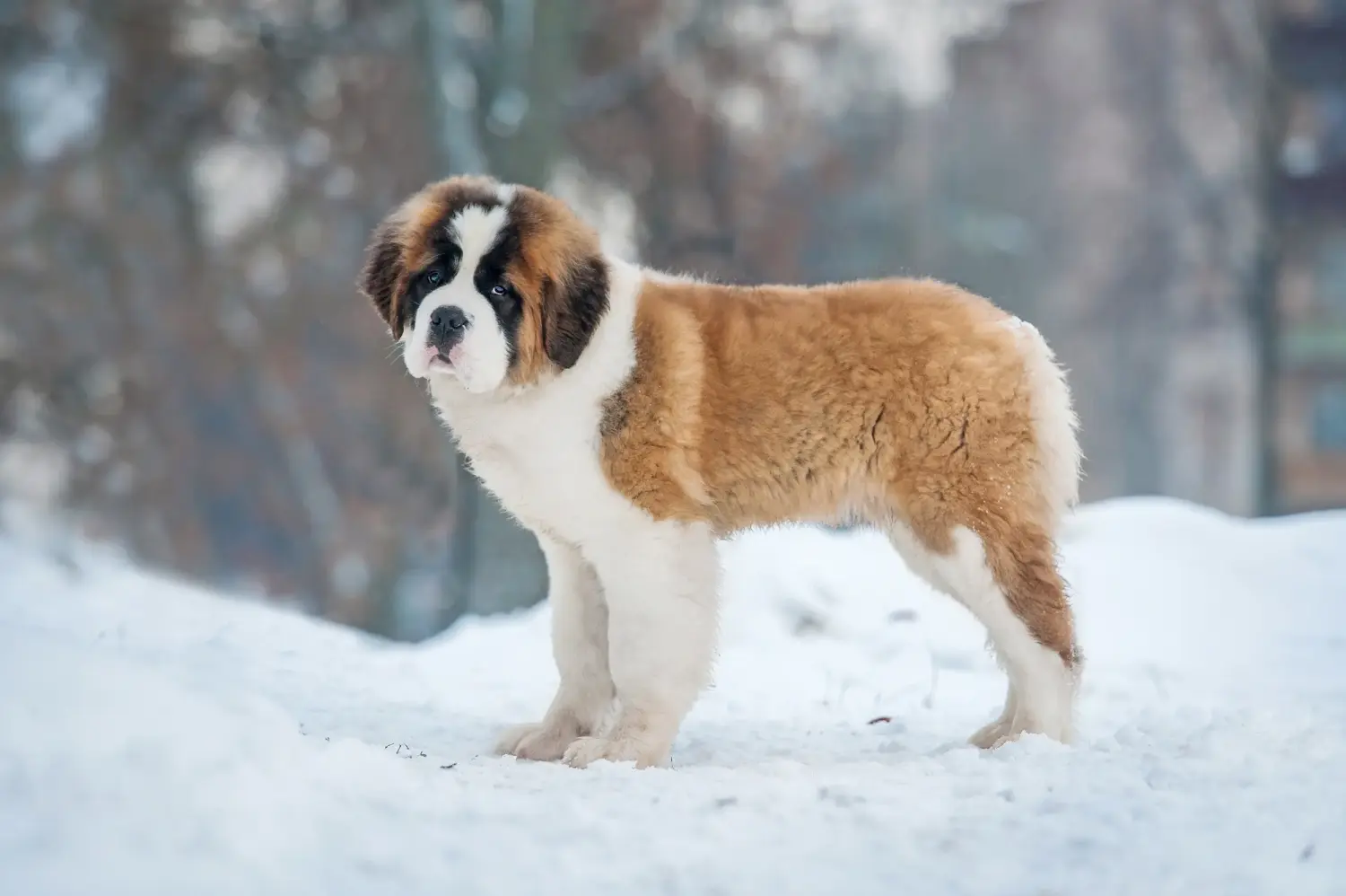 Buying a St. Bernard puppy means taking responsibility! Buying a St. Bernard puppy.