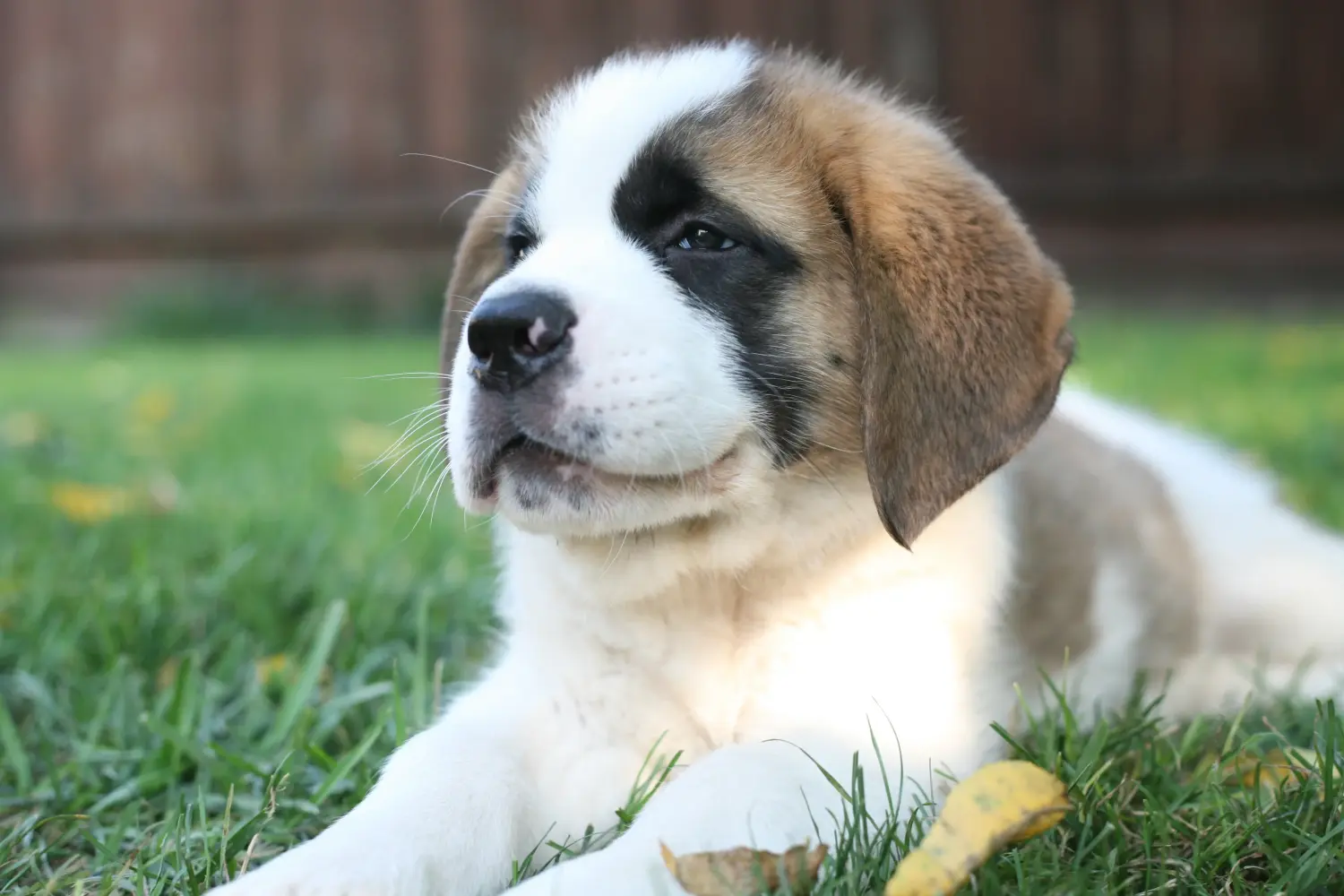 Buying a St. Bernard puppy means taking responsibility! Buying a St. Bernard puppy.