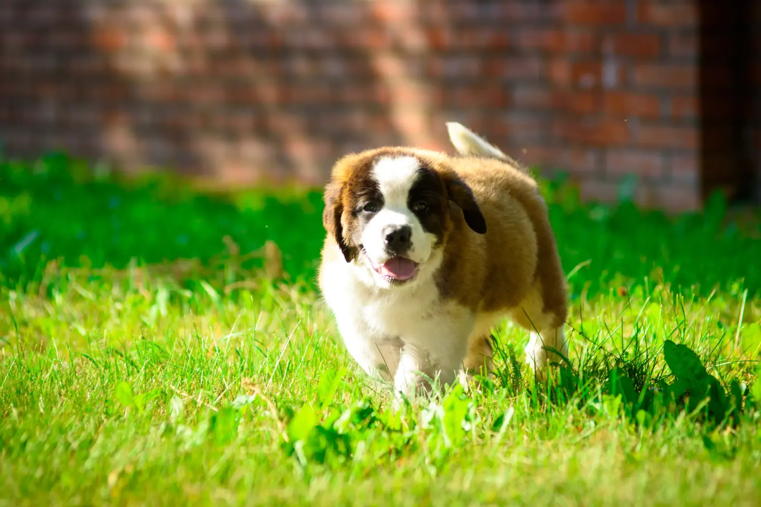 Buying a St. Bernard puppy means taking responsibility! Buying a St. Bernard puppy.