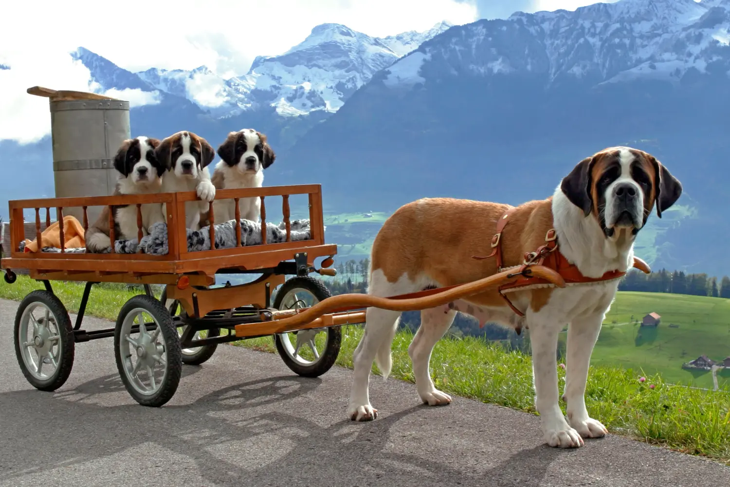 Buying a St. Bernard puppy means taking responsibility! Buying a St. Bernard puppy.